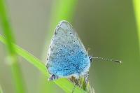 Glaucopsyche alexis