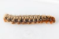 Lasiocampa quercus