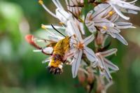 Hemaris fuciformis