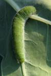 Pieris rapae