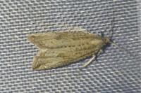 Bactra lancealana