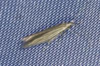 Coleophora