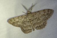 Hypomecis punctinalis
