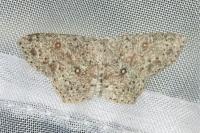 Cyclophora pendularia
