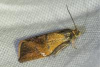 Ptycholoma lecheana