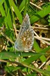 Lysandra bellargus