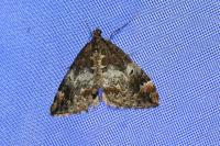 Dysstroma truncata