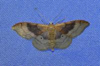 Idaea degeneraria