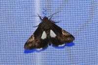 Aedia funesta
