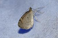 Thera britannica/variata