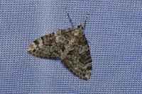 Thera britannica/variata