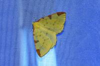 Opisthograptis luteolata