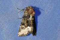 Oligia