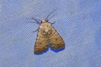 Caradrina clavipalpis