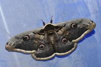 Saturnia pyri