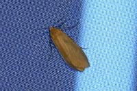 Wittia sororcula