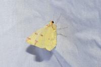 Opisthograptis luteolata