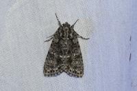 Acronicta rumicis