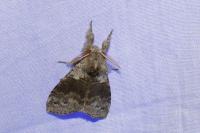 Calliteara pudibunda