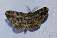Peribatodes rhomboidaria