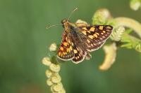 Carterocephalus palaemon