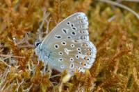 Lysandra bellargus