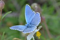 Lysandra bellargus