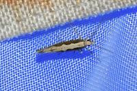 Plutella xylostella