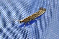 Plutella xylostella
