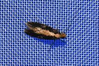 Monopis crocicapitella/obviella