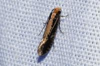 Monopis crocicapitella/obviella