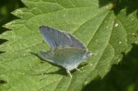 Celastrina argiolus