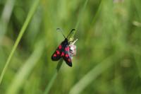 Zygaena trifolii