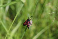 Zygaena trifolii