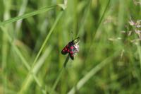 Zygaena trifolii