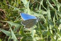 Lysandra bellargus