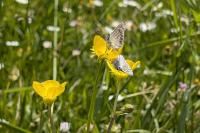 Lysandra bellargus