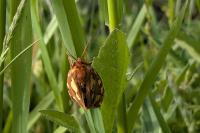 Arctia testudinaria