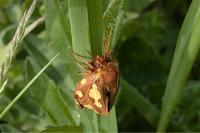 Arctia testudinaria