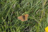 Melitaea cinxia