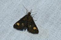 Pyrausta aurata