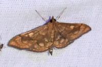 Anania verbascalis