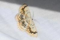 Cyclophora annularia