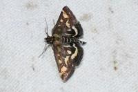 Pyrausta purpuralis