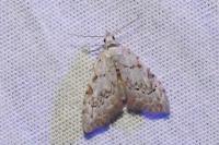 Nola confusalis