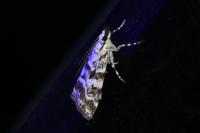 Scoparia pyralella