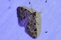 Colostygia pectinataria