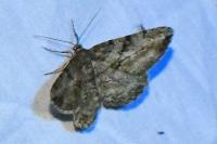 Peribatodes rhomboidaria