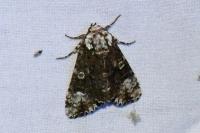 Craniophora ligustri