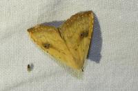 Rivula sericealis